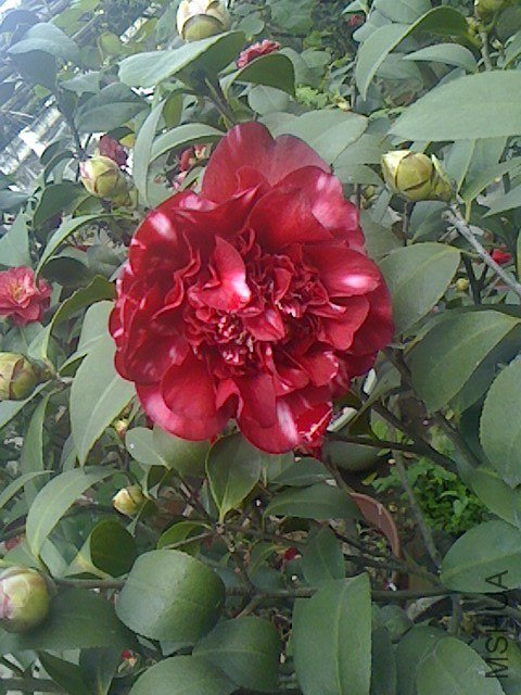 IMG0318143100.jpg