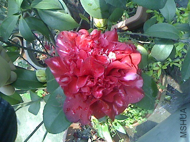 IMG0319130602.jpg
