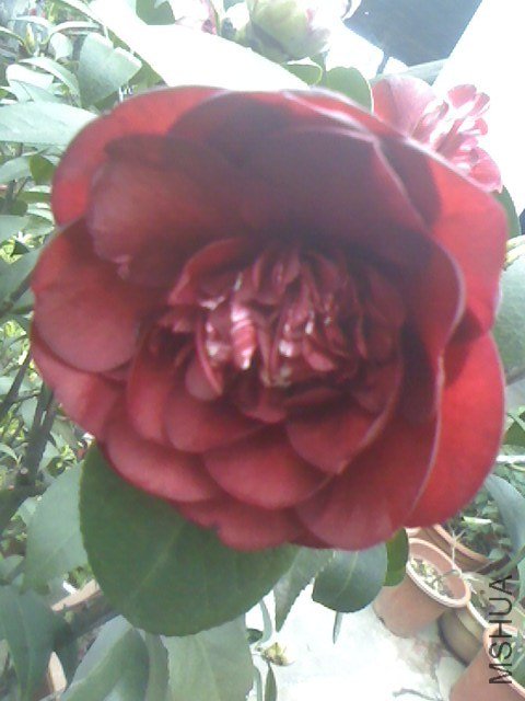 IMG0321075000.jpg