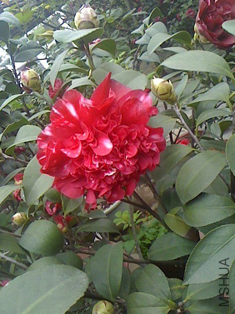 IMG0321075100.jpg