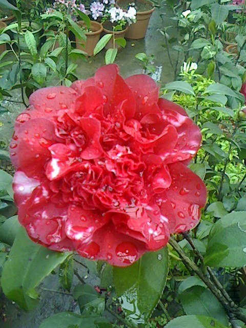 IMG0323103100.jpg