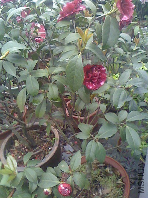 IMG0330155200.jpg