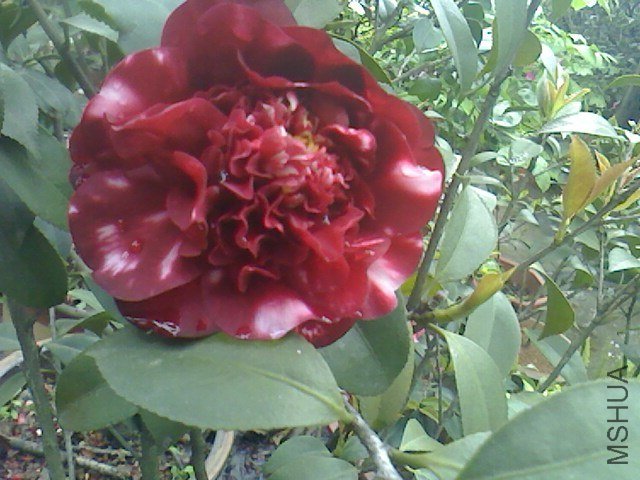 IMG0330155300.jpg