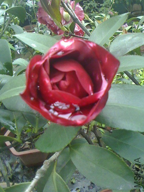 IMG0330155301.jpg