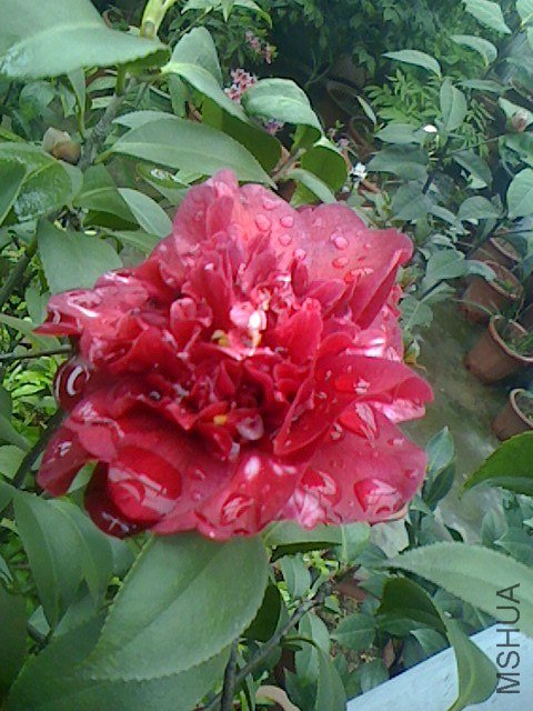 IMG0330155302.jpg