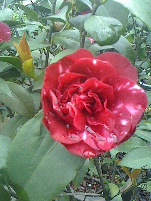 IMG0330155400.jpg