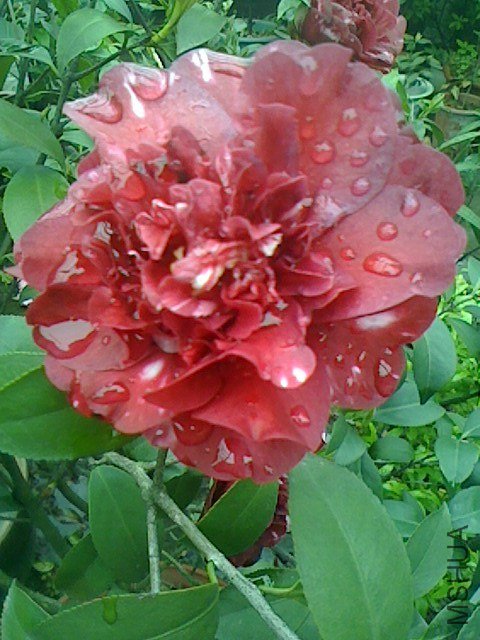 IMG0330161200.jpg