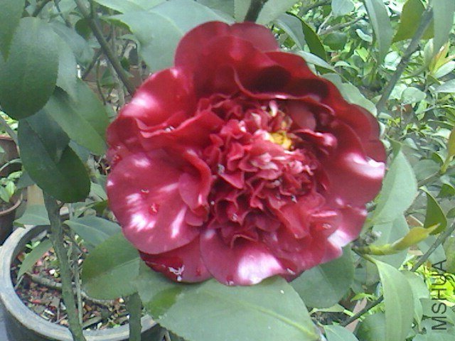 IMG0330161201.jpg