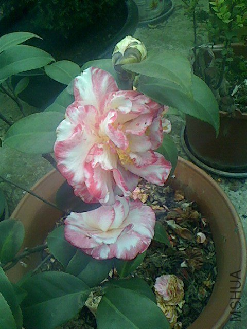 IMG0316135300.jpg