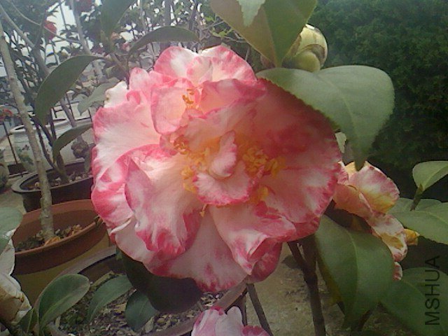 IMG0316135301.jpg