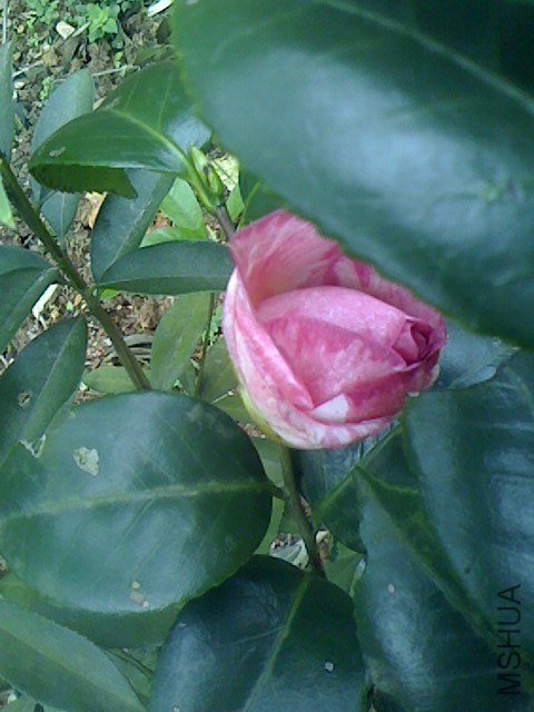 IMG0324153501.jpg