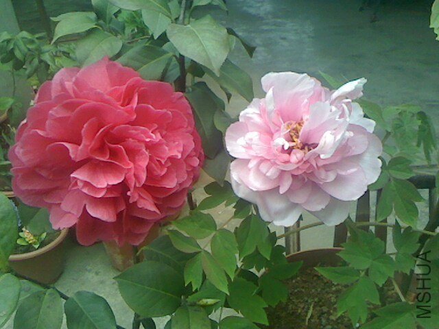 IMG0316175100.jpg