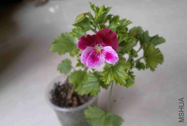 2013-03-30-406.jpg