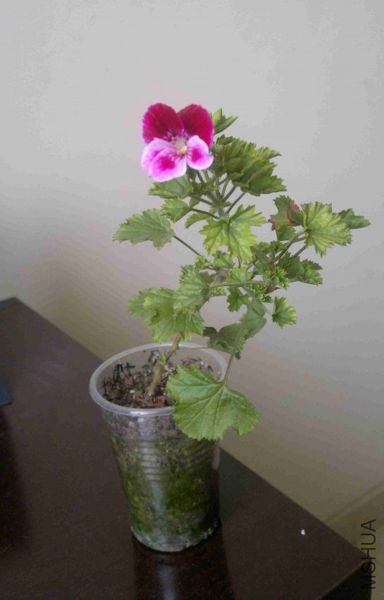2013-03-30-419.jpg
