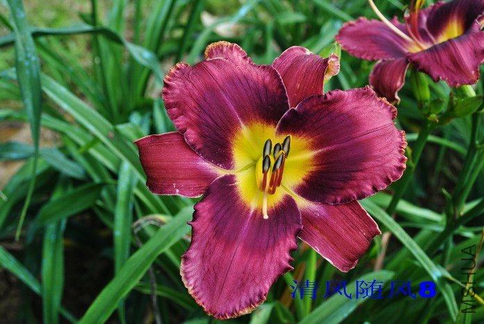 F1-200��Ը (1).jpg