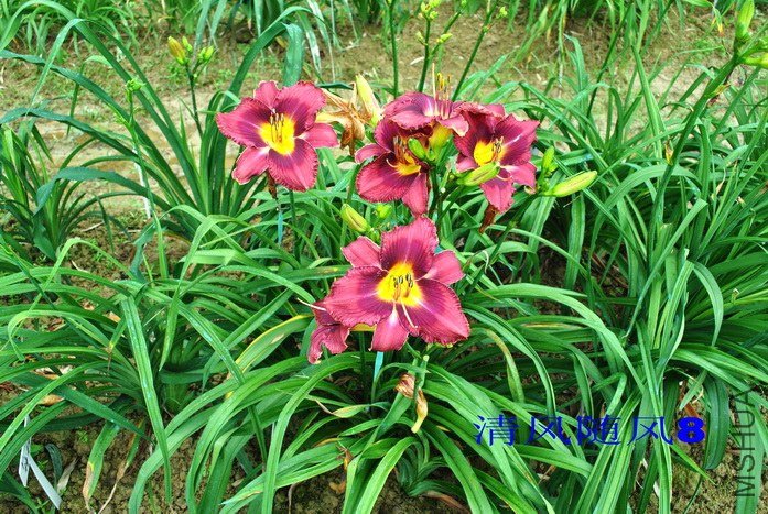 F1-200��Ը (4).jpg