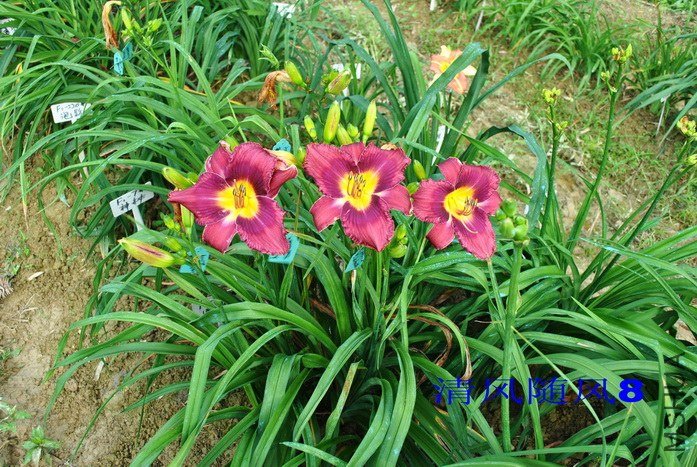 F1-200��Ը (2).jpg