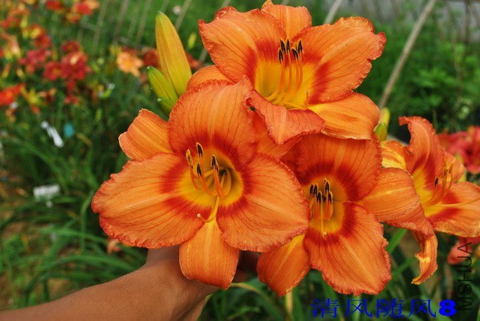 F1-308���� (1).jpg