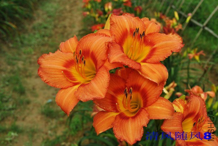 F1-308���� (2).jpg