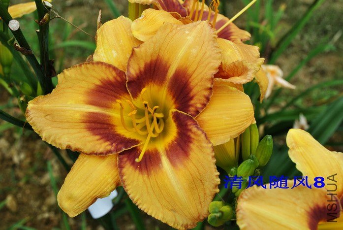 F1-645����Ϸ�� (YouLongXiZhu).jpg