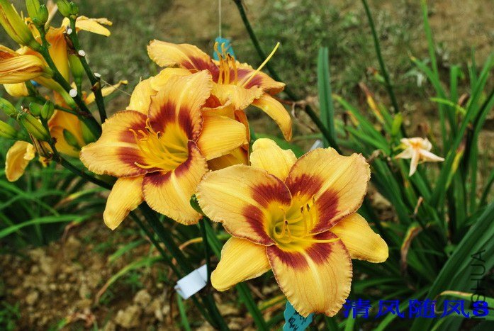 F1-645����Ϸ�� (1).jpg