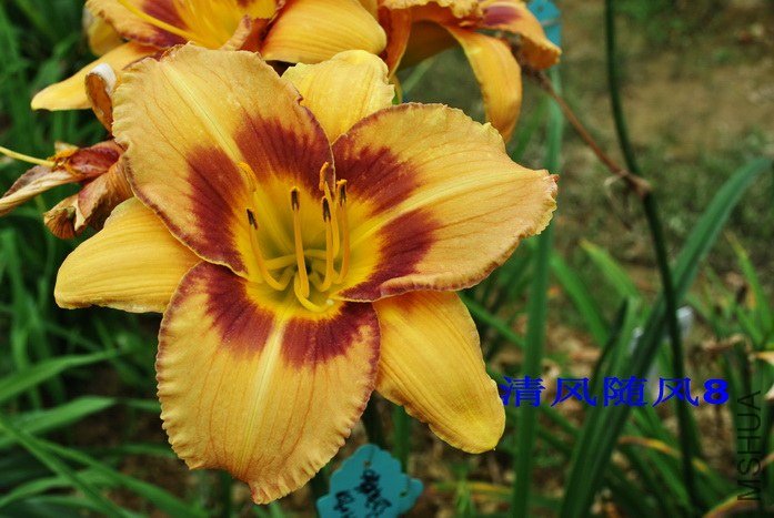 F1-645����Ϸ�� (2).jpg