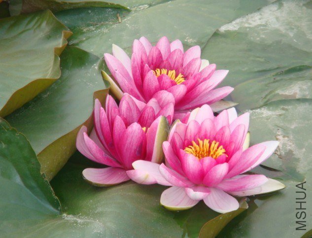 Ҳ�ǻ�����û���