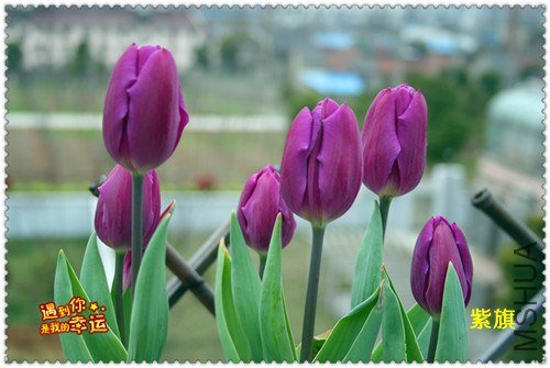 ��Ƭ 009_����.jpg