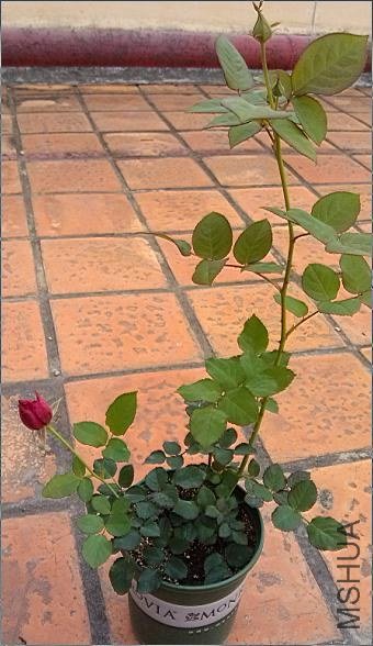 �ڶ����������͵Ľ�ѿ