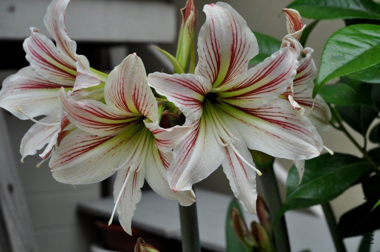 ���ɻ��У�Hippeastrum Vittatum��ԭ������³��1��.jpg