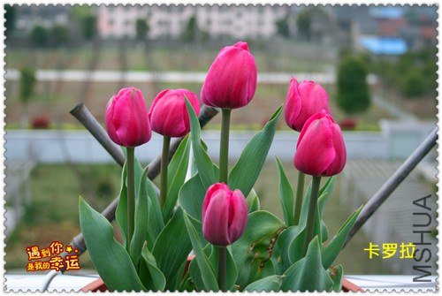 ��Ƭ 007_����.jpg