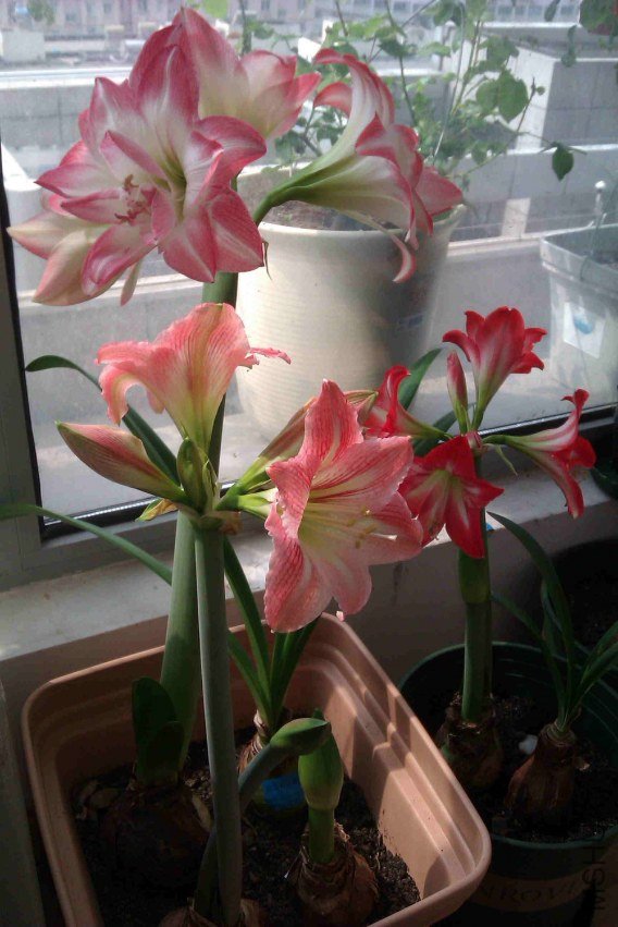 IMAG0098_����.jpg