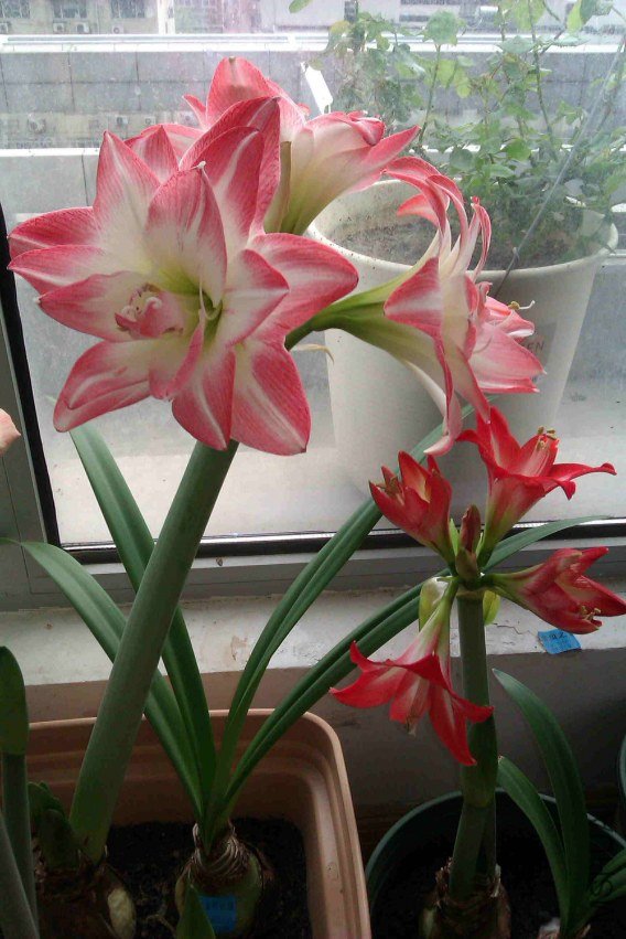 IMAG0095_����.jpg