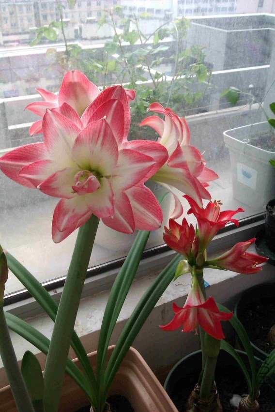 IMAG0094.jpg