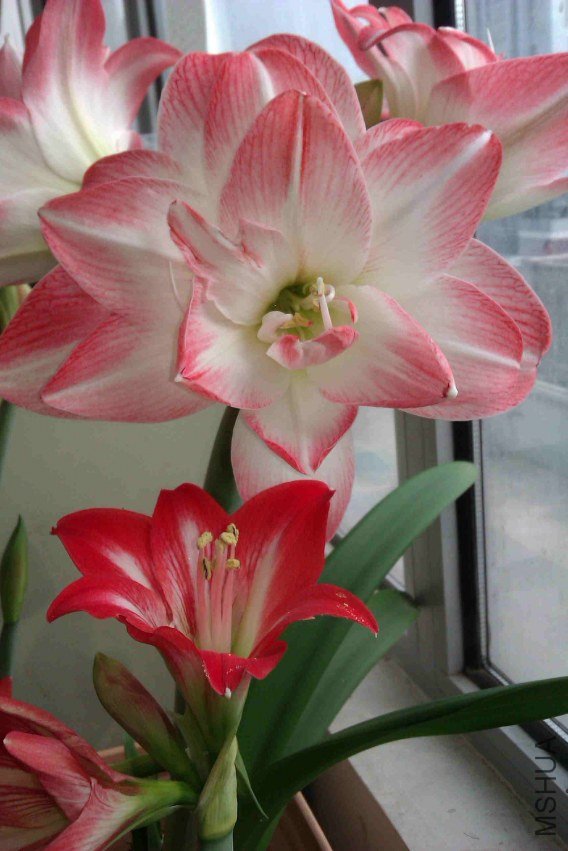 IMAG0092.jpg