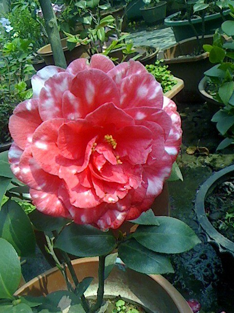 IMG0319130501.jpg
