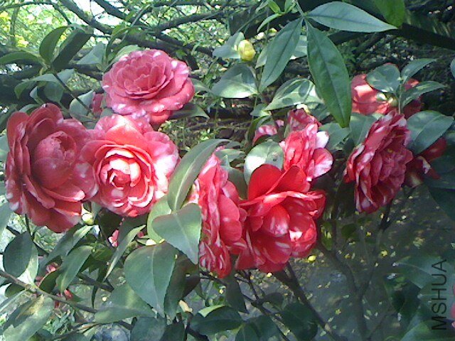 IMG0319130600.jpg