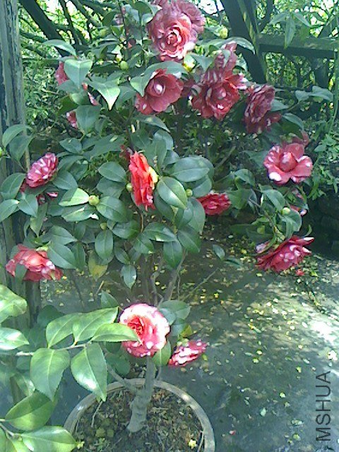 IMG0319130601.jpg