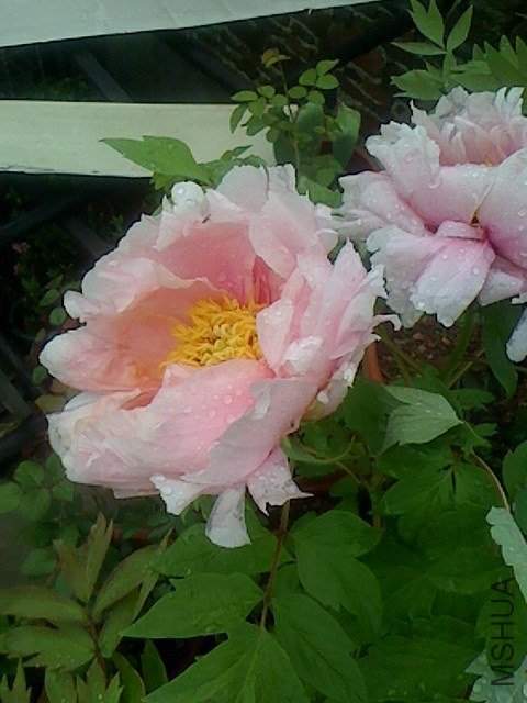 IMG0320075200.jpg
