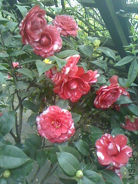 IMG0318075700.jpg
