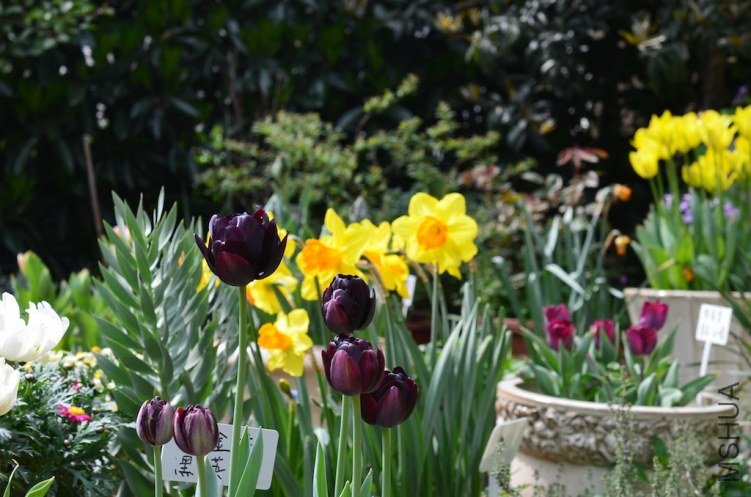 ��Ӣ��20130331 001.JPG