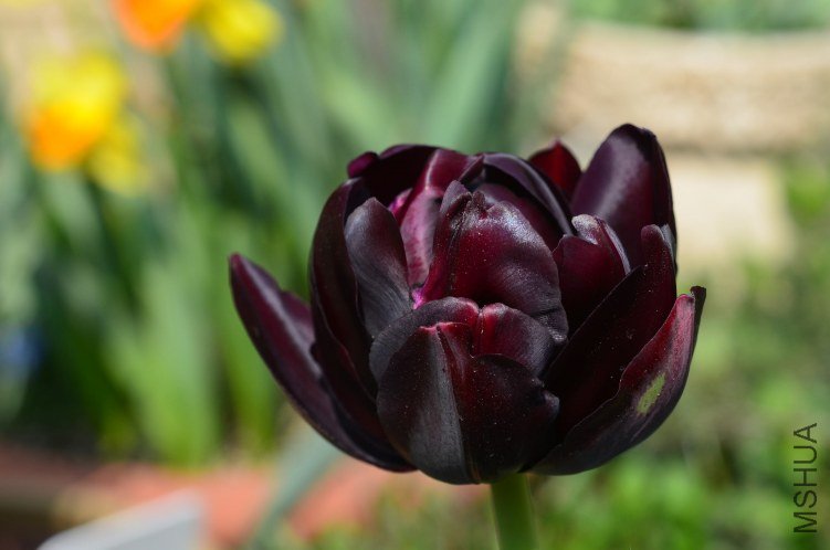 ��Ӣ��20130328 002.JPG
