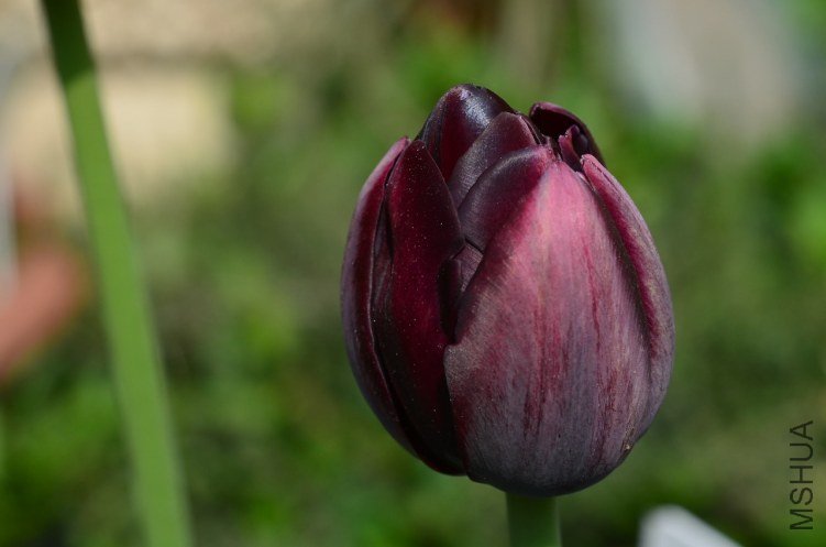��Ӣ��20130328 003.JPG