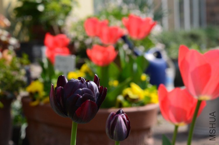 ��Ӣ��20130328 001.JPG