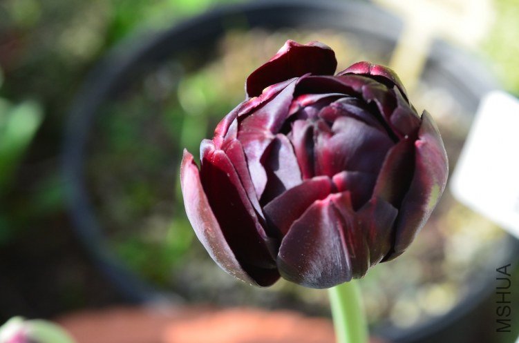 ��Ӣ��20130325 001.JPG