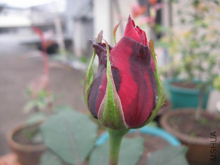 ������С IMG_0399.JPG
