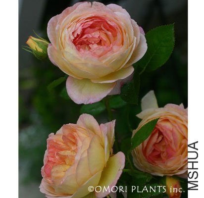 ������.ղɭ1 of gshan08.jpg.jpg