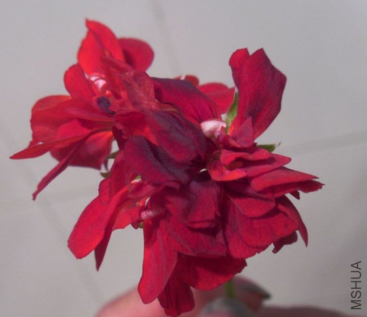 SDC11114.JPG