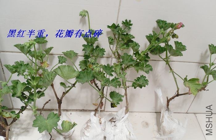 SDC11103.JPG