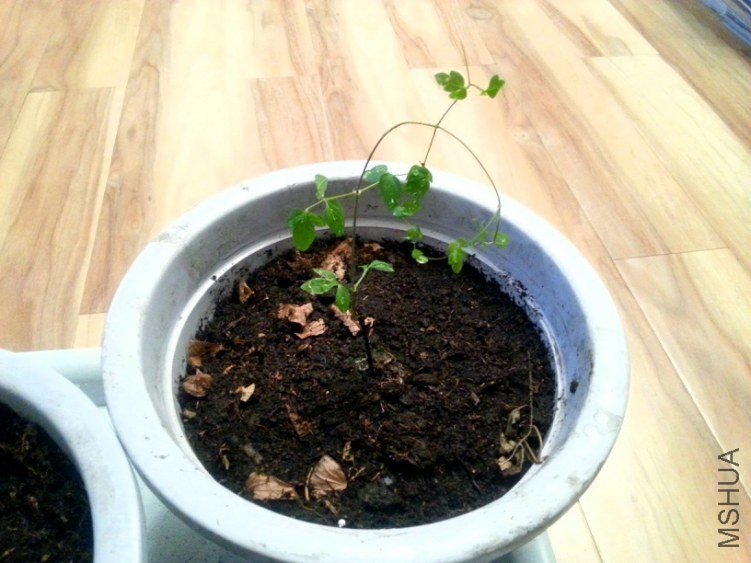 20130402_001344-.jpg